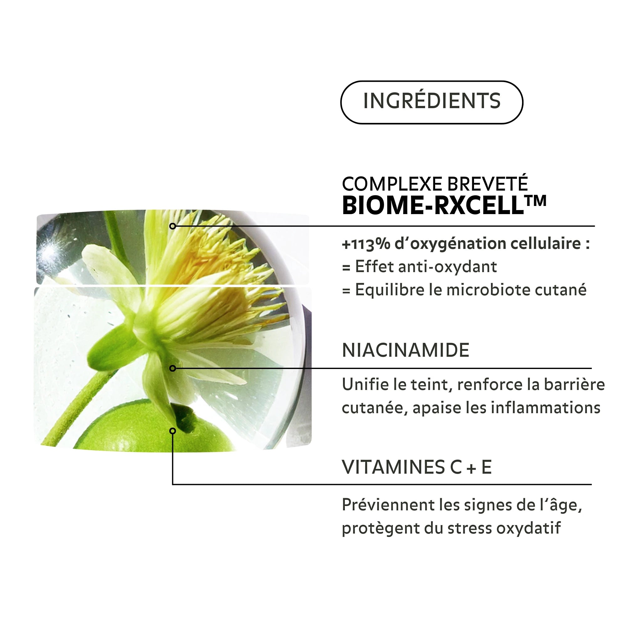 Ingrédients de la Crème Éclat Régénérante Pureality : complexe breveté Biome-Rxcell™, niacinamide, vitamines C + E pour un teint unifié, une peau protégée et éclatante.
