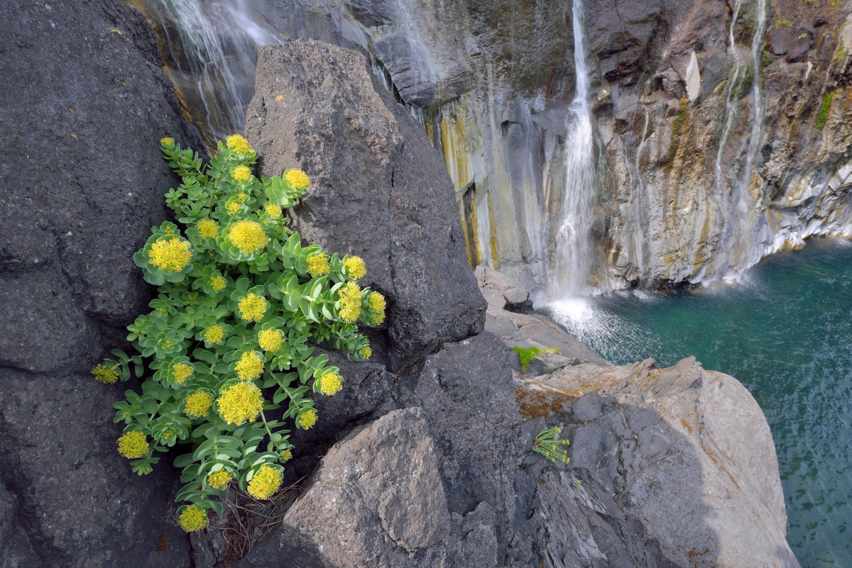 Rhodiola rosea sur un rocher devant une cascade d'eau.
